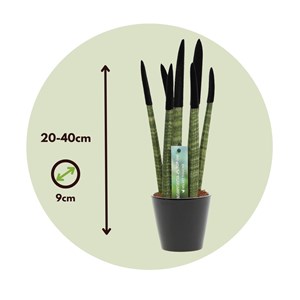 Sansevieria cylindrica velvet touch noir