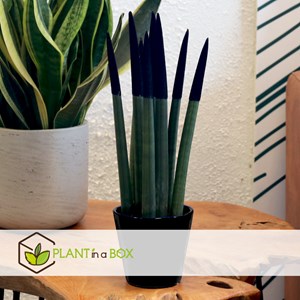 Sansevieria cylindrica velvet touch noir