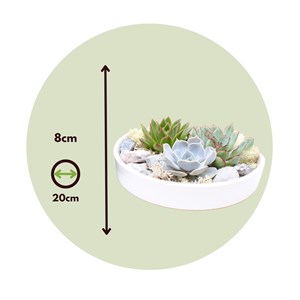 Echeveria garden mix dans un bol blanc