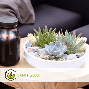 Echeveria garden mix dans un bol blanc