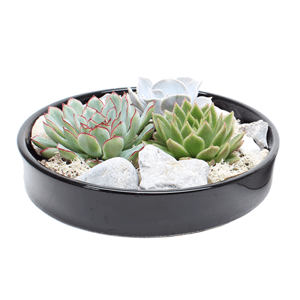 Echeveria garden mix dans un bol noir