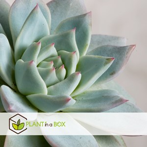 Echeveria garden mix dans un bol noir