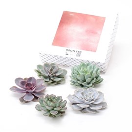 Echeveria diy box