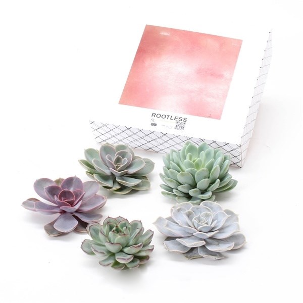 Echeveria diy box