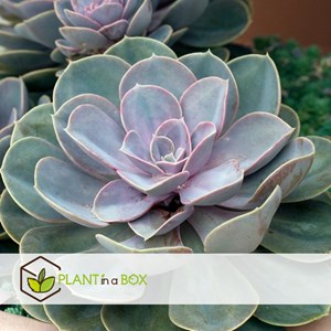Echeveria diy box
