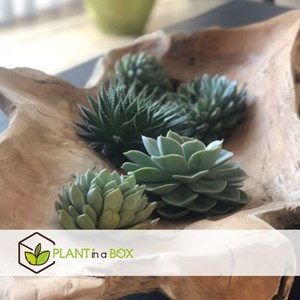 Echeveria diy box