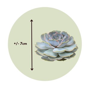 Echeveria diy box