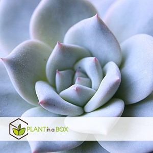 Echeveria lilacina dans un bol koala