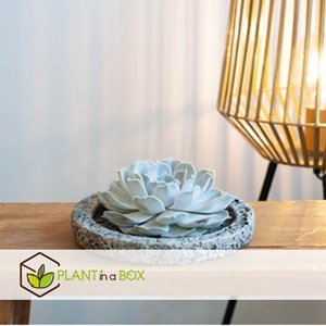 Echeveria lilacina dans un bol koala