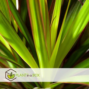 Xl dracaena magenta dragonnier