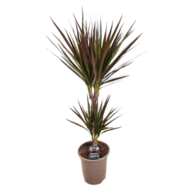 Dracaena magenta dragonnier