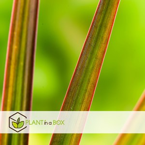 Dracaena magenta dragonnier