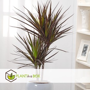 Dracaena magenta dragonnier