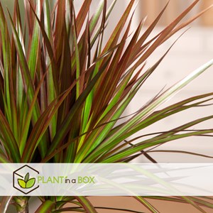 Dracaena magenta dragonnier