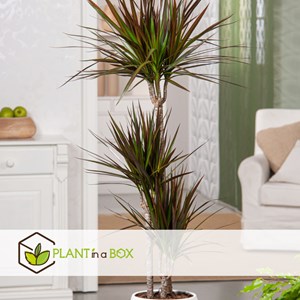 Dracaena magenta dragonnier