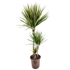Xl dracaena bicolor dragonnier