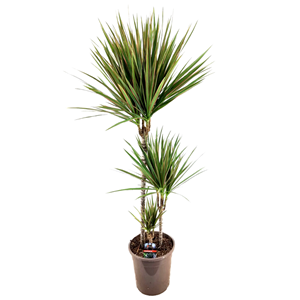 Xl dracaena bicolor dragonnier