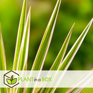 Xl dracaena bicolor dragonnier