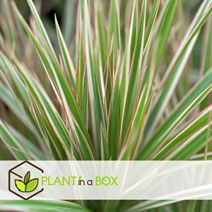 Xl dracaena bicolor dragonnier