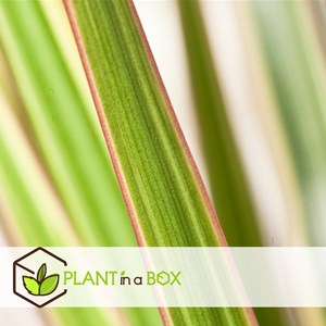 Xl dracaena bicolor dragonnier