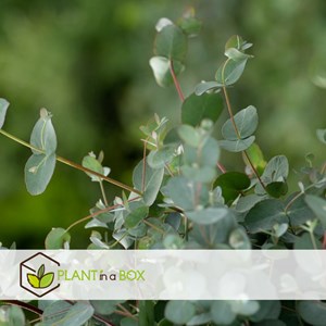 Eucalyptus silver dollar sur bâton xl -2