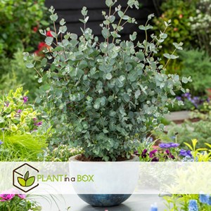 Eucalyptus silver dollar sur bâton xl -2