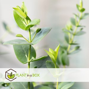 Eucalyptus silver dollar sur bâton xl