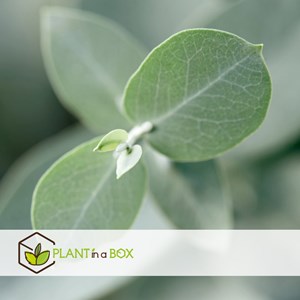 Eucalyptus silver dollar sur bâton xl