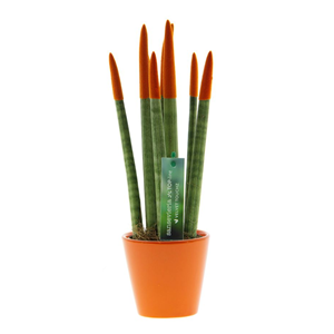 Sansevieria cylindrica lorange
