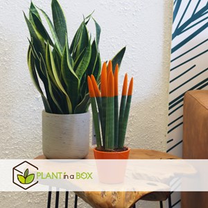 Sansevieria cylindrica lorange
