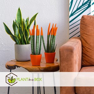 Sansevieria cylindrica lorange