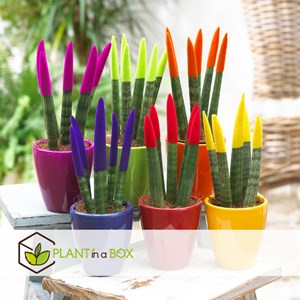 Sansevieria cylindrica lorange