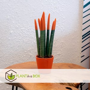 Sansevieria cylindrica lorange
