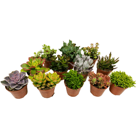 Mini succulentes - 12