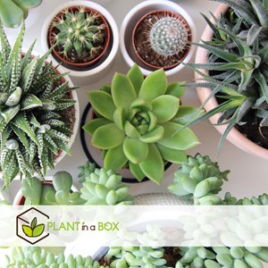 Mini succulentes - 12