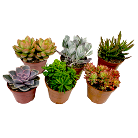 Mini succulentes - mélange de 6