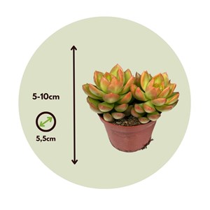 Mini succulentes - 6