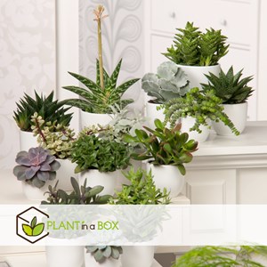 Mini succulentes - 6