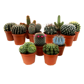 Mini-cactus - mélange de 12