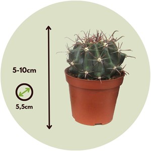 Mini-cactus - 12