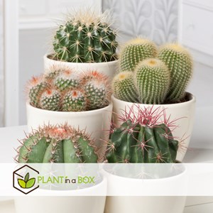 Mini-cactus - 12