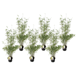 Bambou fargesia red dragon - 6