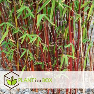 Bambou fargesia red dragon - 6