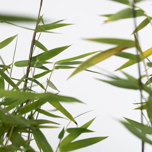 Bamboo fargesia red dragon - 4