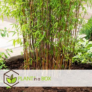 Bamboo fargesia red dragon - 4