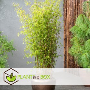 Bamboo fargesia red dragon - 4