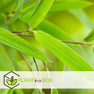 Bamboo fargesia red dragon - 4