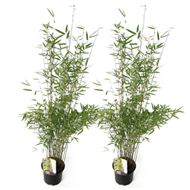 Bambou fargesia red dragon - 2