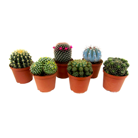 Mini-cactus - 6