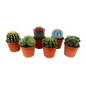 Mini-cactus - mélange de 6